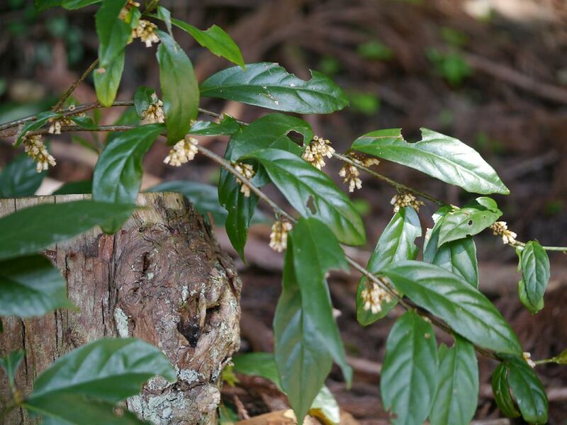 ملف:Maesa japonica izsnry04.jpg