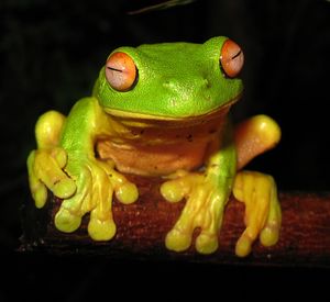 Red-eyed Tree Frog - Litoria chloris edit1.jpg