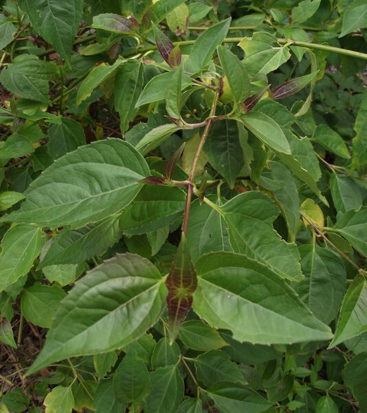 ملف:Salmea oligocephala.jpg