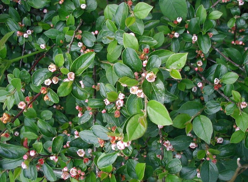 ملف:Cotoneaster-divaricatus.JPG