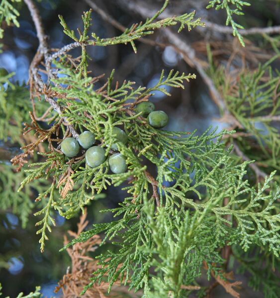 ملف:Juniperus polycarpos.jpg