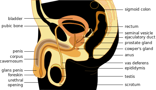 ملف:Male anatomy en.svg