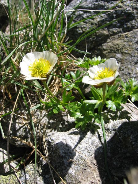ملف:Ranunculus glacialis.jpg