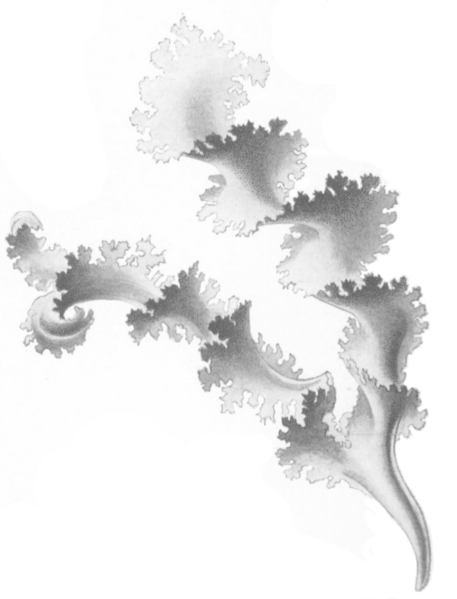 ملف:Rissoella verruculosa.png