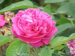 Rosa damascena5.jpg
