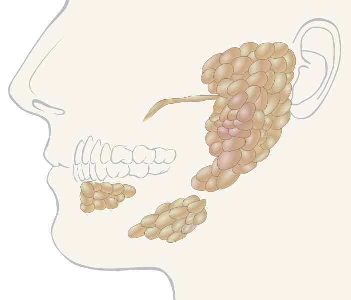 ملف:Salivary glands.svg