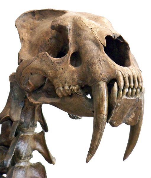 ملف:Smilodon head.jpg