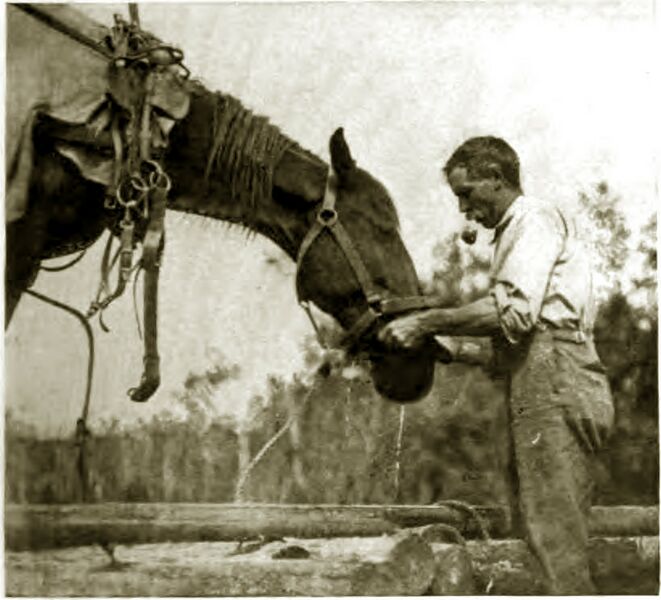 ملف:St. Nicholas-Vol 40.1-661-1.jpg