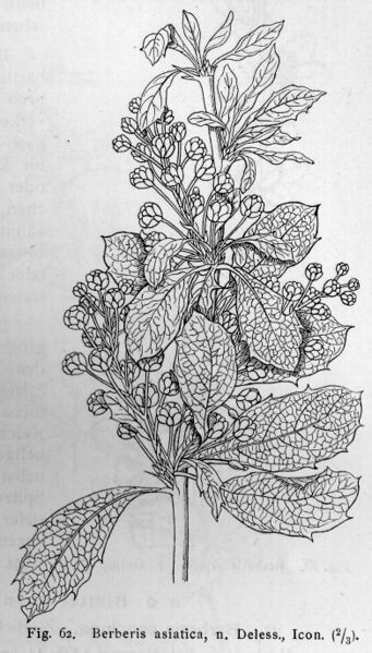 ملف:Berberis asiatica drawing.jpg