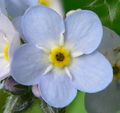 Forgetmenotflower.JPG