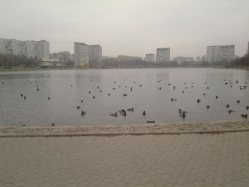 ملف:Гольяновский пруд.jpg