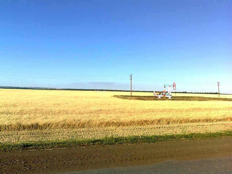 ملف:Семилетка авылының бодай басуы.jpg