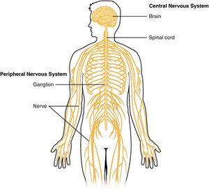 1201 Overview of Nervous System.jpg