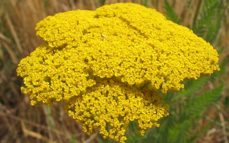 ملف:Achillea filipendula capítulos.jpg