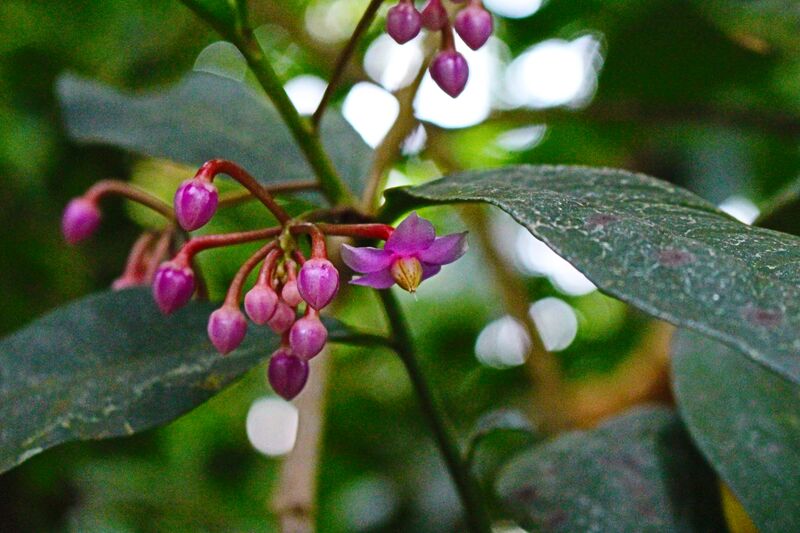 ملف:Ardisia humilis1.jpg