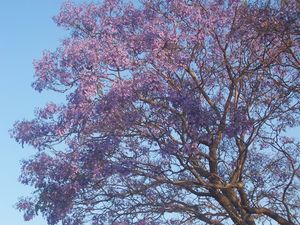 Jacaranda flowering.jpg