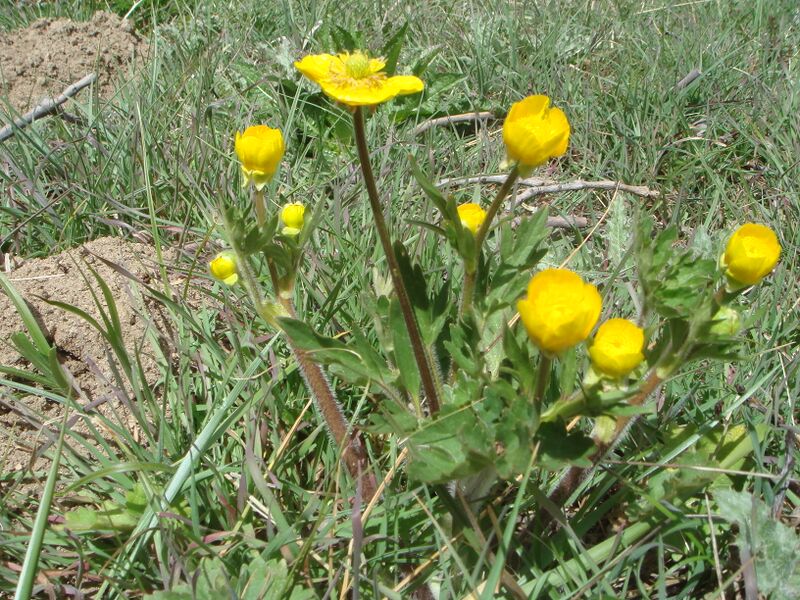 ملف:Ranunculus bulbosus aleae.JPG
