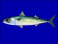 Blue mackerel