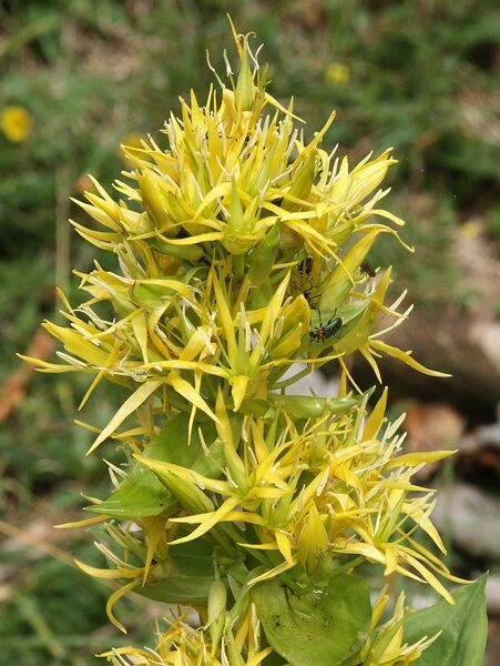 ملف:Gentiana lutea 230705.jpg