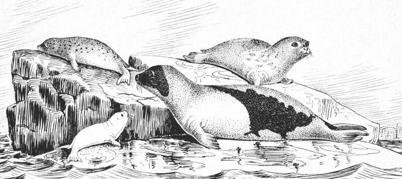 ملف:Phoca groenlandica.jpg