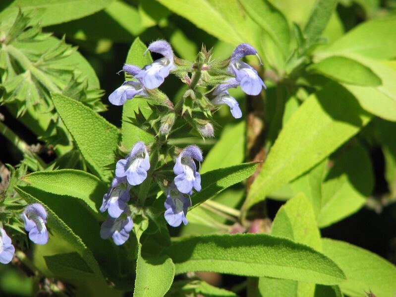 ملف:Salvia somalensis.jpg