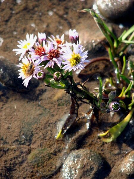 ملف:Sea Aster.jpg