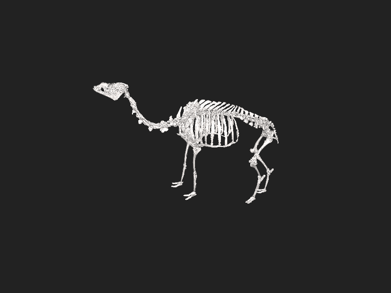 ملف:Camelus dromedarius 3d scan Natural History Museum University of Pisa C 2832.stl