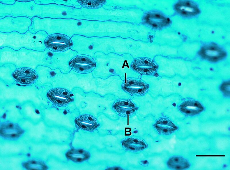 ملف:Lilium stoma L.jpg