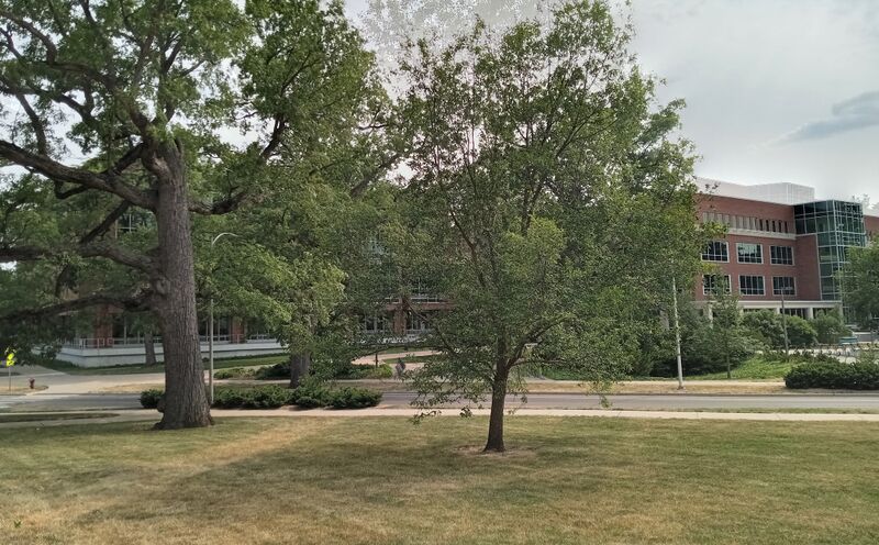 ملف:Michigan State University Libraries.jpg