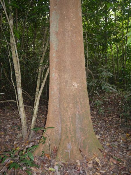 ملف:Parinari anamensis trunk.jpg