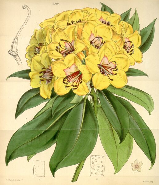 ملف:Rhododendron javanicum.jpg