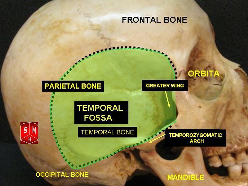 ملف:Temporal fossa.jpg