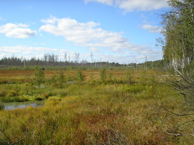 ملف:Болото Комарово.JPG