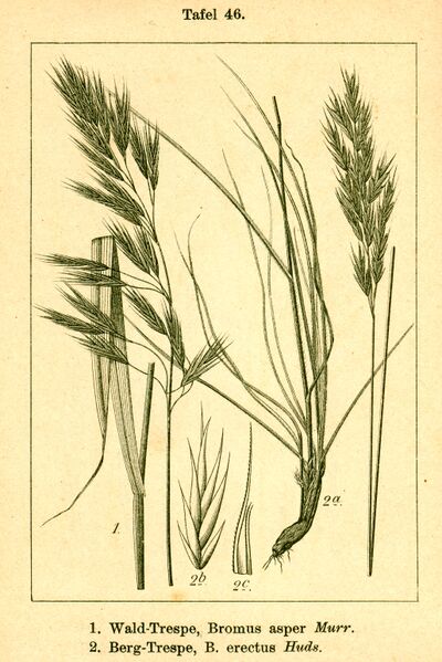 ملف:Bromus erectus + asper.jpg