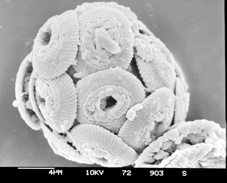 ملف:Coccolithus pelagicus 07.jpg