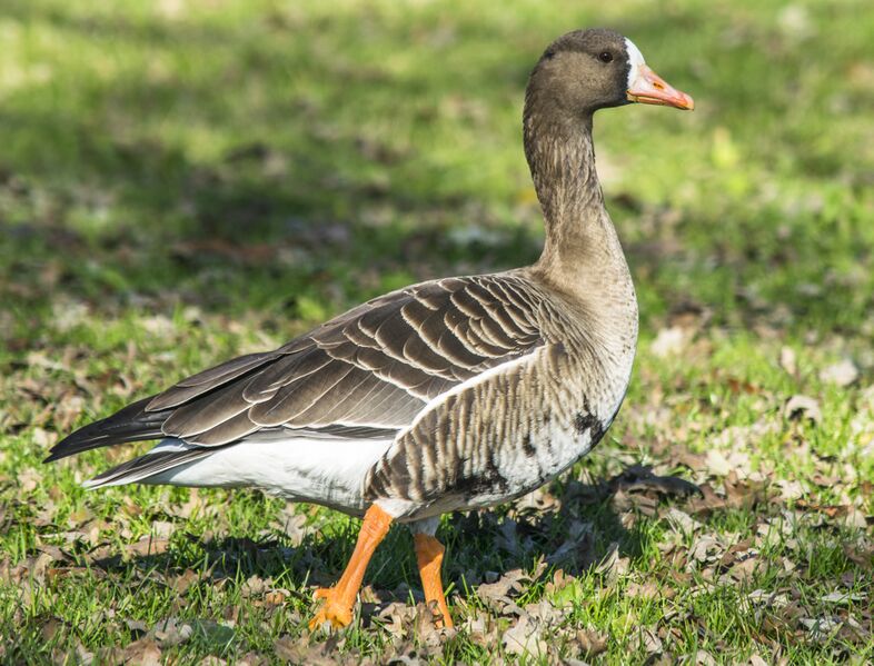 ملف:Greater white-fronted goose (cropped).jpg