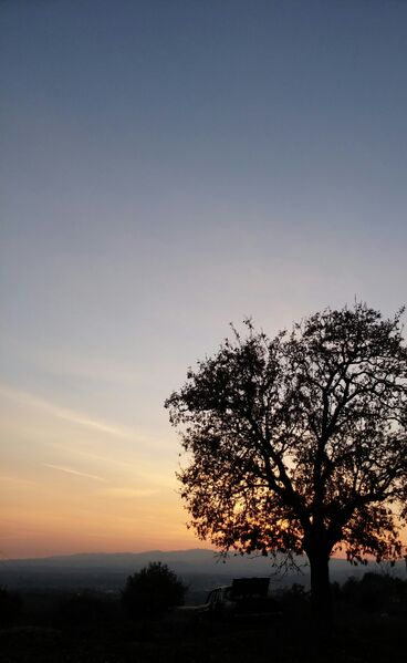 ملف:Köprübaşında bir palamut ağacı.jpg