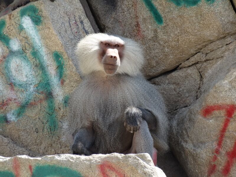 ملف:Male Hamadryas Baboon (8083148924).jpg