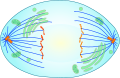 ملف:Mitotic Anaphase.svg