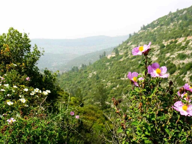 ملف:NahalKtalav02 ST 06.jpg