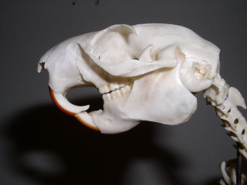 ملف:Ratufa skull.JPG