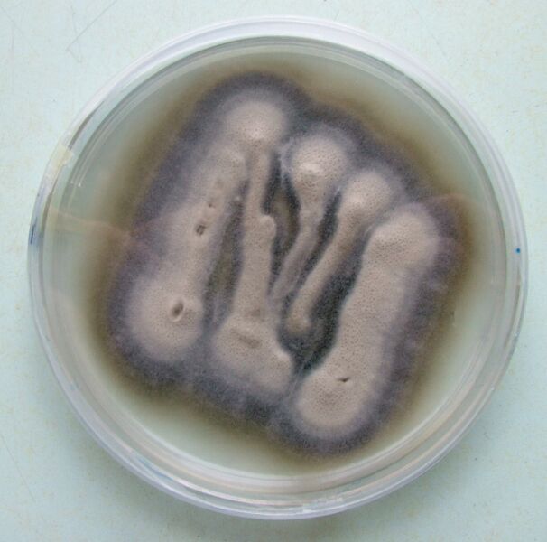 ملف:Verticillium theobromae culture.jpg