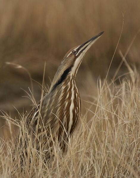 ملف:American-Bittern-01-web.jpg