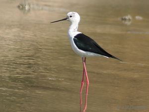Black winged Stilt I MG 9747.jpg