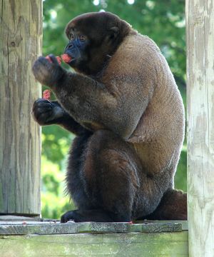 Brown Woolly Monkey2.jpg