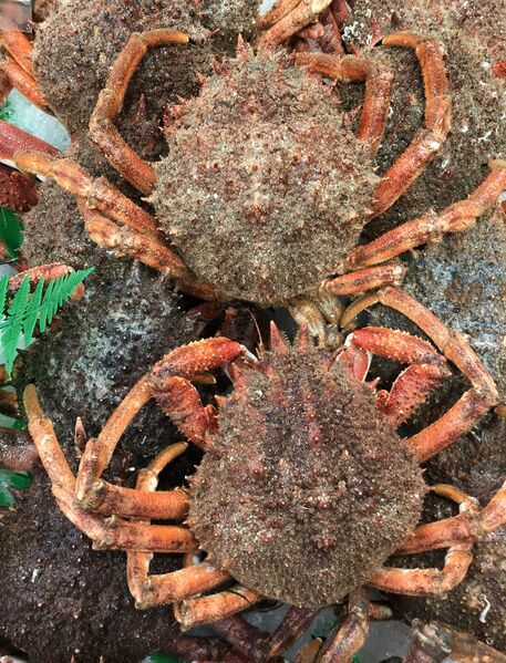 ملف:Centolles del cantabrico.jpg