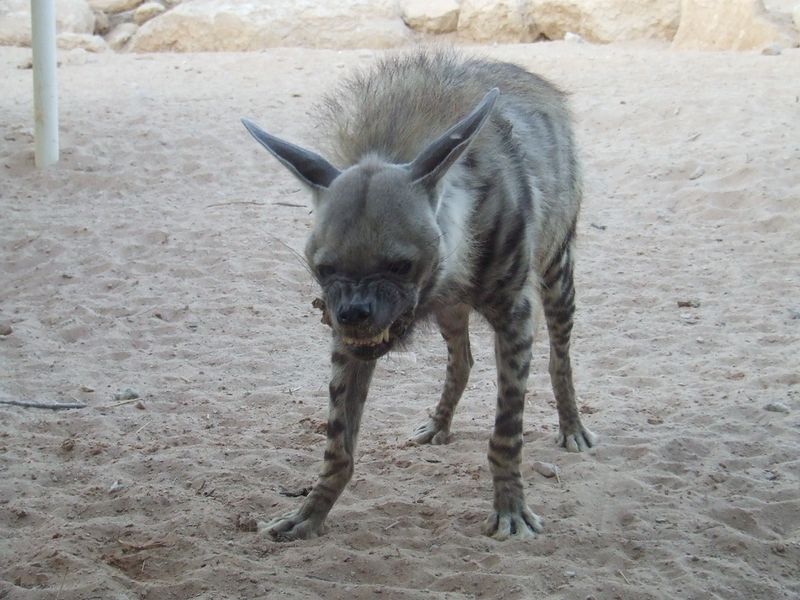ملف:Hayena.jpg