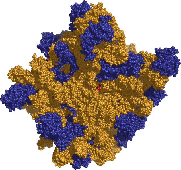 ملف:Ribosome 50s.png