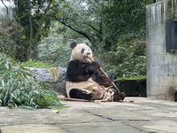 Xiang Xiang at Yaan Base of CCRCGP.jpg