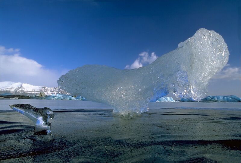 ملف:IceBirdWithFledgling.jpg